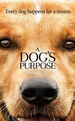 Can Dostum A Dog’s Purpose Türkçe Dublaj 2017