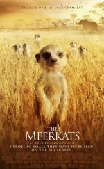 Mirket Ailesi The Meerkats – The Meerkats 720P izle