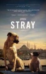 Stray – Jiao You 720P izle